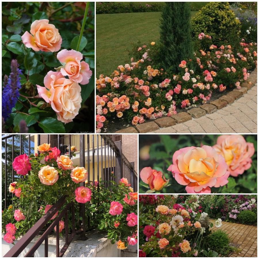 Cubana róże okrywowe